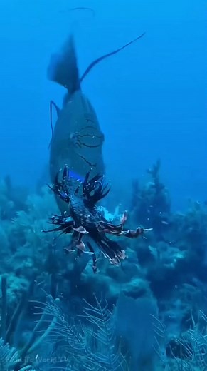 The Triggerfish Devours A Lionfish.😱😱😱 . . #triggerfish #lionfish #oceanlife #marinelife #FishLifeWorldTV | FishLife world TV