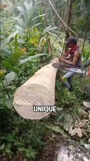 The Lightest Wood on Earth! 🌲💨 #balsawood #indonesia #shorts