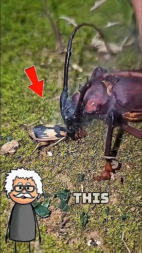 This bug shoots boiling hot spray at predators 😱