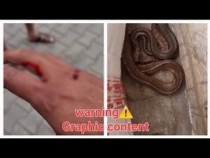 A quick bite from a Rat snake while attempting to rescue it!
