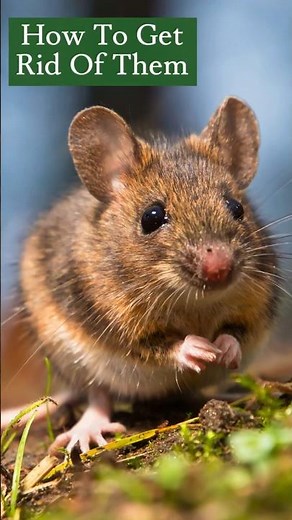 How To Get Rid Of House Mice
