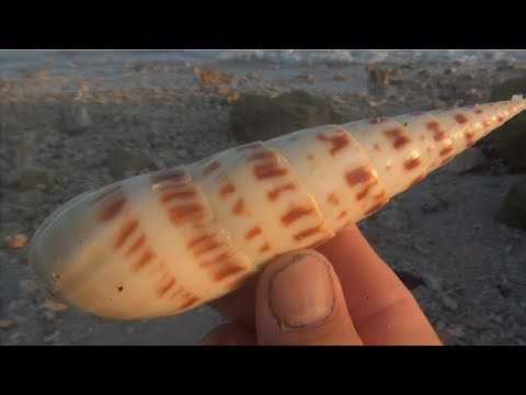 Exploring nature and finding many beautiful seashells and clamshells