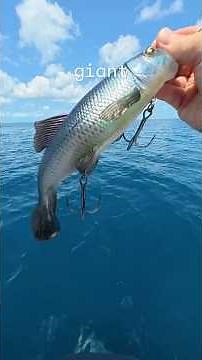 How To Catch A Reef MONSTER!😳