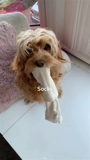 Theodores fanpage #fyp #cavapoo #sixnationsrugby #LiveForTheChallenge #dog