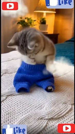 #music #cocomelon #remix #roblox #cat #nizamkucinglucu #funnyanimalvideo #cute #cutecat #kitten