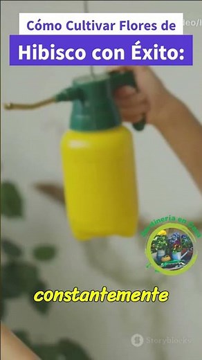 How to Grow Hibiscus Flowers Successfully: A Complete Guide 🌺