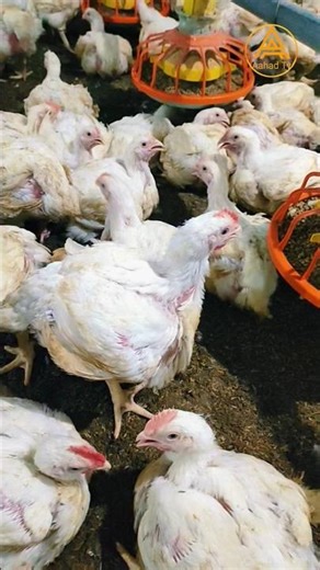 How To Broiler Chicks Day (37) 🐥#shorts #aahadtv