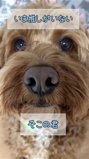 推し増しもどうでしょうか#cockapoo #shorts