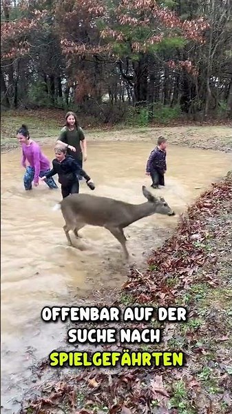 These deer suddenly played with the children ❤️