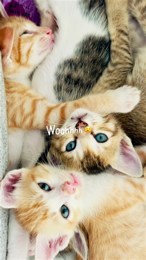 Tigerr (@tigerrrkitten)’s videos with original sound - Tigerr