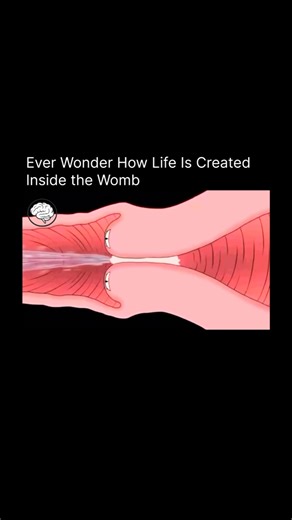 How Everything Works on Instagram: "Human development begins when a single sperm successfully penetrates the egg in the fallopian tube, a process called fertilization. The genetic material from both parents merges, forming a zygote with a complete set of DNA that determines traits such as sex, eye color, and height. The zygote immediately starts dividing through rapid cell division called cleavage, forming a multicellular structure that travels toward the uterus. Within about 5–6 days, it become