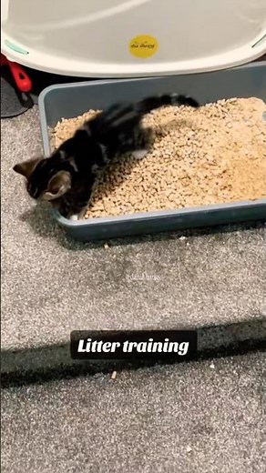 First Steps in Litter Training | #littertraining #kittens #cat #catcare #cutekittens #petparent
