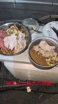 猟犬と土佐犬の夜飯🐕️