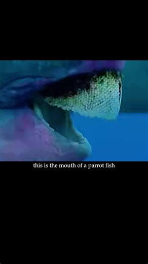 How Parrot Fish Create White Sand: The Sand-Making Process Explained