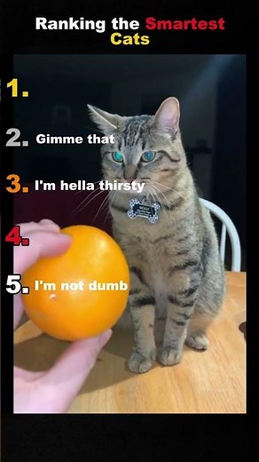 Smartest Cats Ever Caught on Camera! 😲🐾