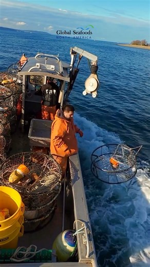 Dungeness crab season is officially open in Puget Sound, and the rush is on. Commercial fishermen waste no time—boats leave the dock early, crab pots are dropped with precision, and every minute counts during this short opening. Captured from above with DJI Avata, you can see the intensity and coordination that define opening day. This is real Pacific Northwest fishing—hard work, timing, and tradition coming together on the water. If you love fresh West Coast crab, now is the time. Enjoy premium