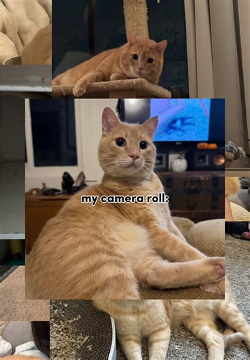 Funny Moments With My Bestie's Cat Bongo