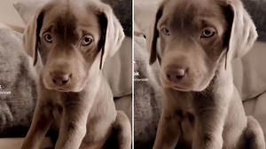 I bought a £2k purebred Labrador with papers but he grew up completely different