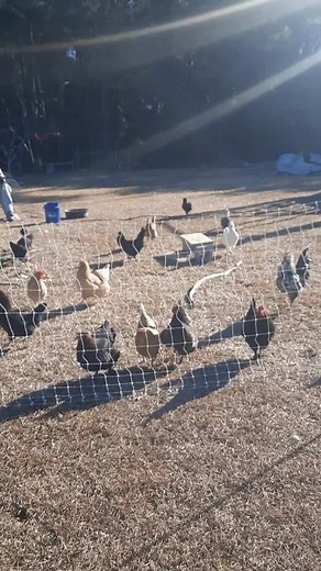 Protecting Chickens from Hawks: A Farmer's Tale