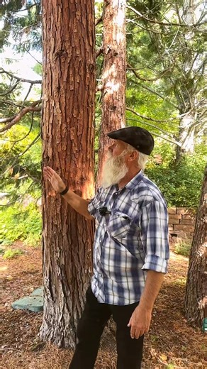 Hey Good People! The Incense Cedar (Calocedrus decurrens) is an excellent evergreen choice for challenging environments due to its proven hardiness and drought tolerance once established. Native to the mountains of the Western U.S., it is inherently adapted to handle the region's common growing difficulties, including the extreme temperature fluctuations of hot summers and cold winters, and the often dry, well-drained, and poor soils. Its robust, deep root system helps it access moisture and mak