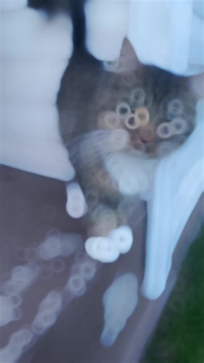 #WheneverWherever #cat