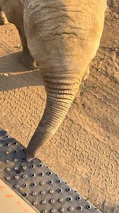 22K views · 790 reactions | Welcome to Zimbabwe , where you can experience close encounters with incredible wildlife! Whether you're exploring our national parks or visiting conservation areas, you'll have the opportunity to meet some of Africa's most iconic animals, including elephants, lions, and rhinos. Zimbabwe offers a unique and unforgettable safari experience that brings you up close to nature. | Discover Zimbabwe | Facebook