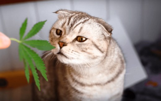 CBD Oil for Cats: Benefits, Safety, and Dosage Guide (Vet Reviewed 2026)
