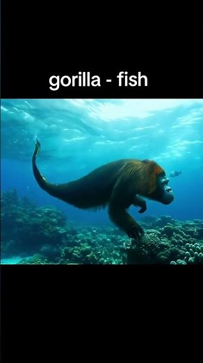 Gorilla - Fish