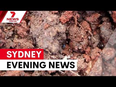 Fire ant alert across Sydney; Molly Ticehurst’s killer appeals; State Parliament chaos | 7NEWS