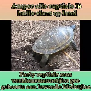 1.5K views · 26 reactions | Maats ons leer die week oor 'n interessante groep diere. Juffrou Monique het hier vir ons 'n oulike videotjie gemaak oor reptiele年 Geniet dit maats❤ | Graad R KleuterAkademie | Facebook