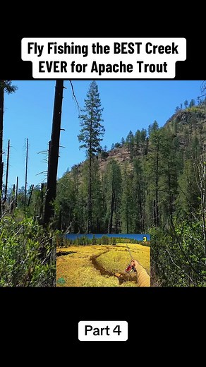 Fly Fishing the BEST Creek EVER for Apache Trout! #news #trending #fouryou #fishing #apache
