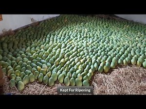 Mangoes Harvesting and Ripening Process