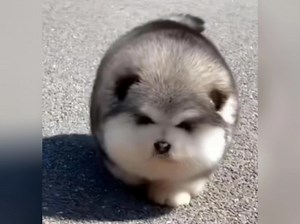 适合女生养的几种狗狗，你最喜欢哪只？