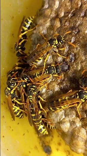 PAPER WASPS, Vespidae, Polistes, on their Nest in Winter time. WHAT ARE WASPS DOING? #entomology