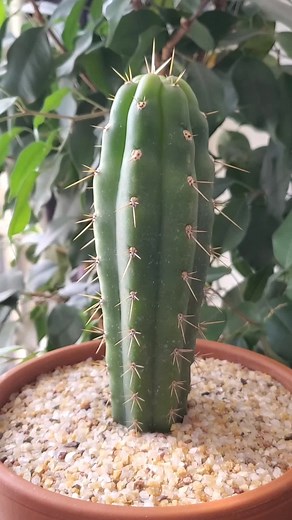 Sacred Buttons on TikTok