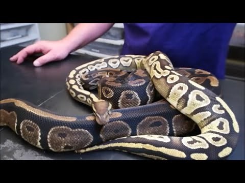 Mojave ball python. Everyone needs one of these!!