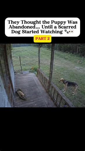 Elena’s Return: A Dog, a Porch, and a Path Home
