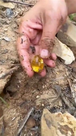 Charming Animals and Captivating Sea Creatures