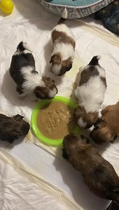 1.2K views · 58 reactions | Lexie’s baby’s born 2/23/21 Trying there first solid food . All baby’s did really good and seemed to like it  | Jackson Ohio Chapter of "Breeder of Shih Tzu Puppies" | Facebook