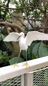 105 reactions · 12 shares | Venture through sun-filled habitats as beautiful birds from around the world fly freely around you at the National Aviary! Stop by our Tropical Rainforest Feeding, offered twice daily and included with admission, to learn more about birds like the Snowy Egret. Watch as they catch a bite to eat on the railing along the habitat’s walkway during this expert-led talk! Reserve your tickets in advance: https://shop.aviary.org/#/Admission | National Aviary | Facebook