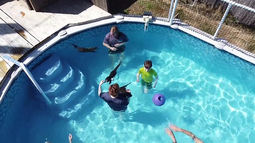 Swimming with otters is a rare opportunity that most people won't get a chance to experience in their lifetime. Barn Hill Preserve offers you an incredible, once in a lifetime encounter with these animals right in your back yard. If you’ve ever wanted to meet an otter up close, this experience is for you. Barn Hill is a zoological facility located in Ethel, Louisiana, dedicated to teaching and sharing what we do with others, and inspiring our guests to meet us halfway by connecting them with nat