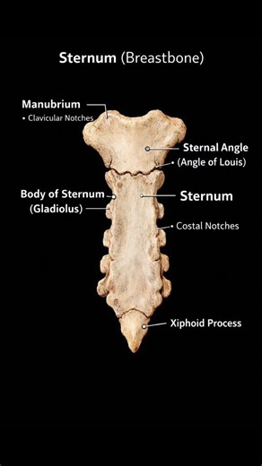 Sternum (Breastbone) – Parts and Landmarks Explained 🦴 The sternum, also known as the breastbone, is a flat bone located in the center of the chest. It connects with the ribs and clavicle to protect vital organs like the heart and lungs. This image clearly shows the important parts of the sternum: • Manubrium • Sternal Angle (Angle of Louis) • Body of Sternum (Gladiolus) • Costal Notches • Xiphoid Process Perfect for medical students, nursing students, and anatomy learners. #Sternum #Breastbone