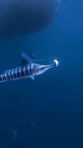 Marlin Sailfish Are Master Hunters 😱 . . #marlin #reelsvideoシ #fbreelsvideo #reelsvideo #viralreel #fishlover #foryourpage #oceanlife #fishhuntertv | FishLife world TV