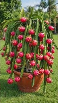 How to Properly Grow Dragon Fruit Cuttings in Pots! #dragonfruit #plantingathome #containergarden...