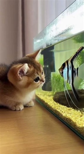 Cat vs. angel fish— who will blink first? #catshorts