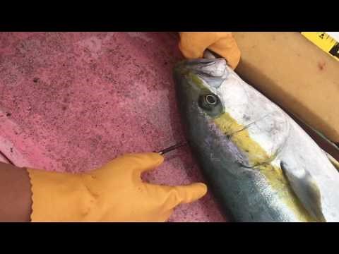 Shinkei Jime/Ike-Jime/Brain Spike of Japanese Hiramasa/Yellowtail