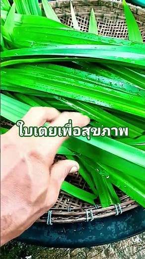 Grow pandan leaves 100% chemical-free for health🌿🌿🌿