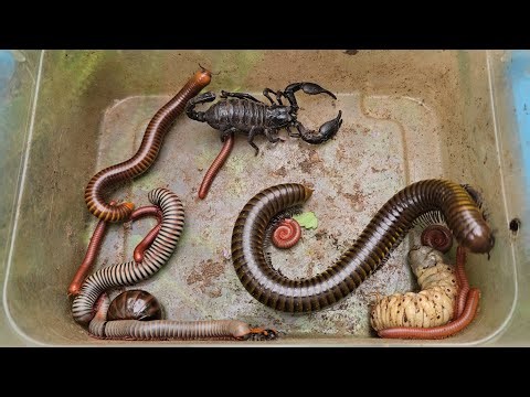 2026 Catching Various Poisonous Insects Black Scorpion 🦂, Giant Millipede, Meal Worms, Beetle