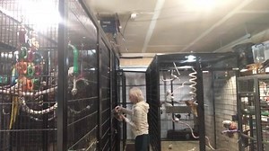 Yesterday I let my toucan Rocko out while I cleaned and took this time lapse! 🐧❤️ | BirdTricks