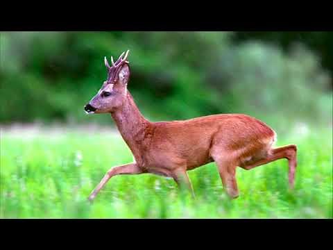 Puiul de cerb - Radu Cimpoi